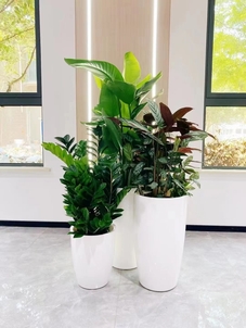 宁波余姚花卉租摆服务好